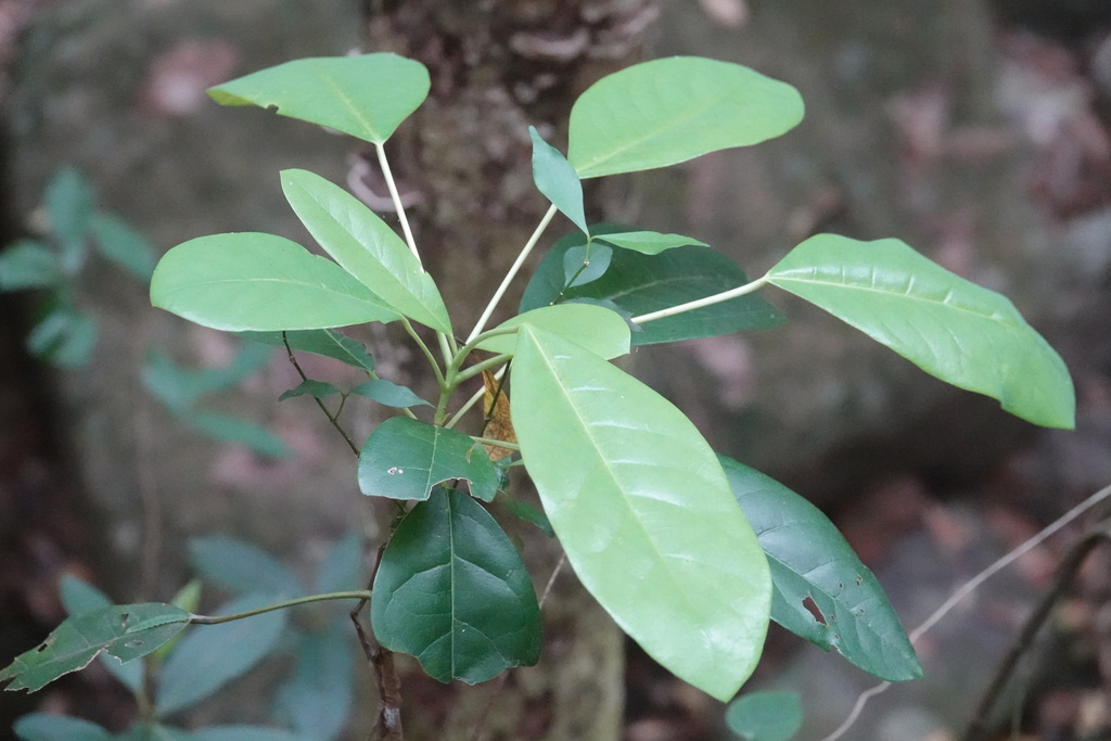 Daphniphyllum calycinum; photograph (c) Rex Leung, some rights reserved (CC BY)