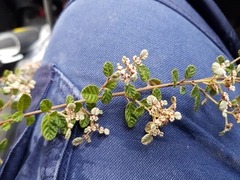 Spyridium parvifolium