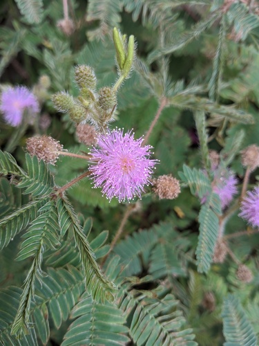 Sensitive Plant