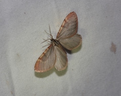 Stamnodes animata