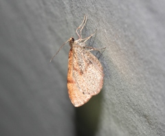 Stamnodes animata