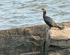 Nannopterum brasilianum