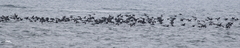 Urile penicillatus