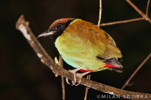 Brève des Nicobar (Pitta abbotti)