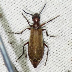 Epicauta ochrea