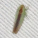 Neocoelidia fuscovittata