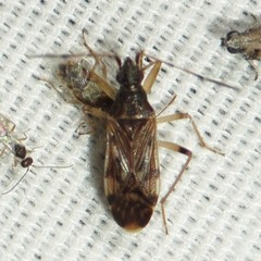 Ozophora salsaverdeae