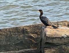 Nannopterum brasilianum