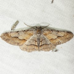 Stenoporpia macdunnoughi