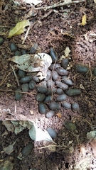 Odocoileus virginianus yucatanensis