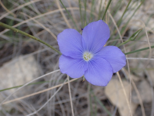 Image of Linum narbonense by (c) luluchouette, some rights reserved (CC BY)