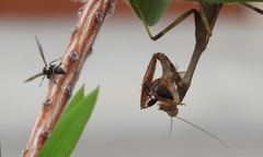 Mantidae