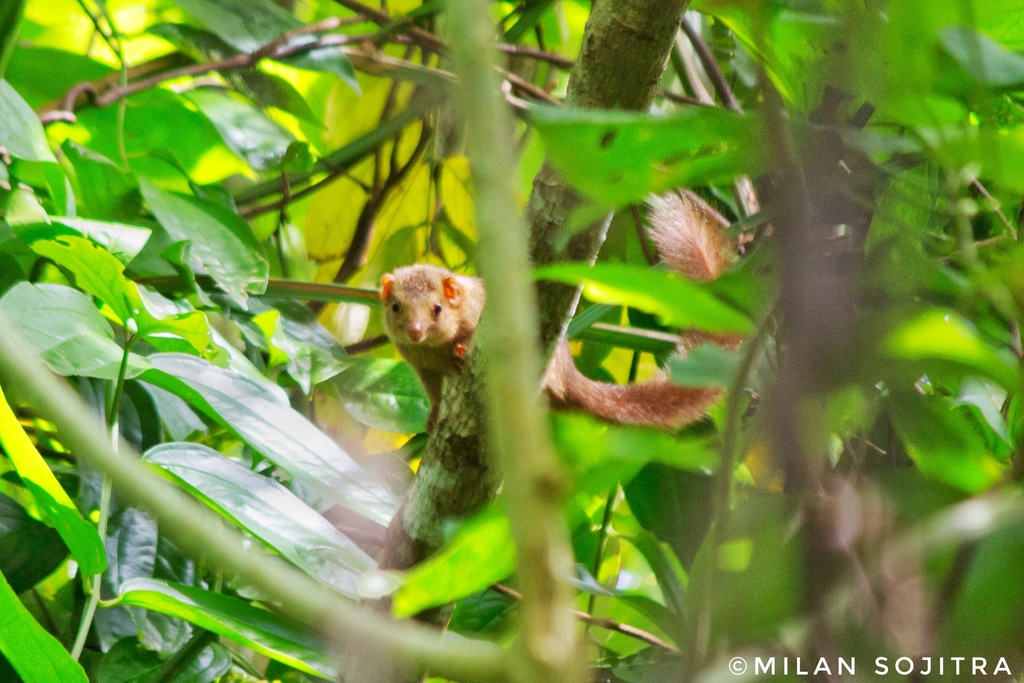 Nicobar Treeshrew