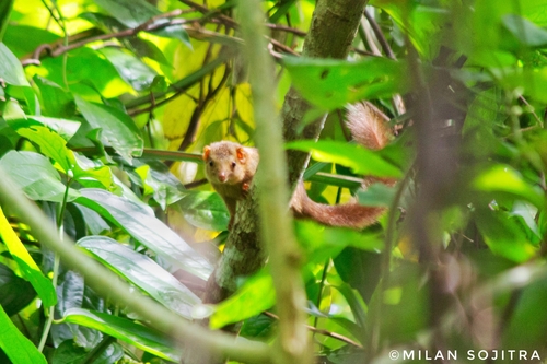 Nicobar Treeshrew (Tupaia nicobarica) — Endangered Mammalia