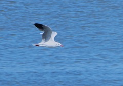 Chroicocephalus maculipennis
