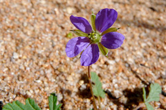Erodium cygnorum