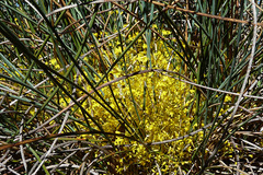 Lomandra effusa