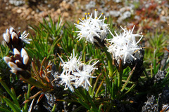 Borya constricta
