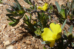 Hibbertia glomerosa