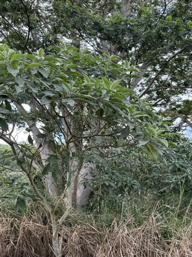Solanum mauritianum observed 2025-03-15
