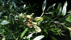 Fraxinus berlandieriana