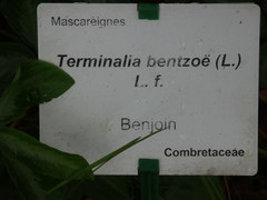 Terminalia bentzoe