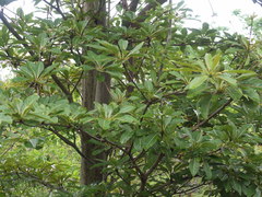 Terminalia bentzoe