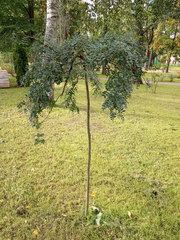 Caragana arborescens