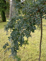 Caragana arborescens