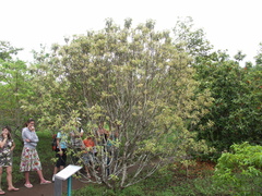 Ruizia cordata