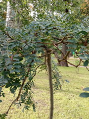 Caragana arborescens