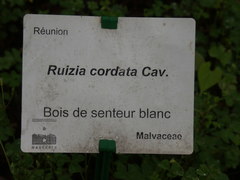 Ruizia cordata