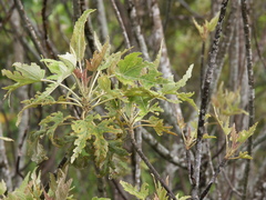 Ruizia cordata
