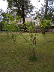 Catalpa