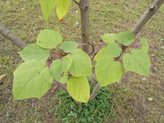 Catalpa