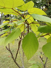 Catalpa
