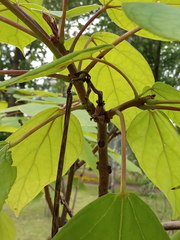Catalpa