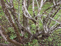 Ruizia cordata