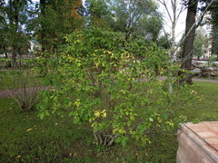 Syringa villosa