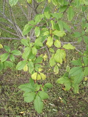 Syringa villosa