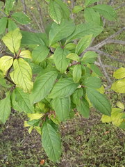 Syringa villosa