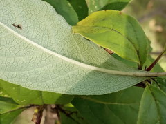 Syringa villosa