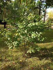 Acer tataricum