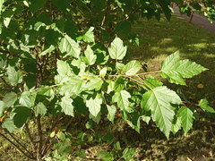 Acer tataricum