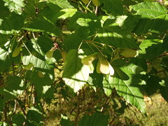 Acer tataricum