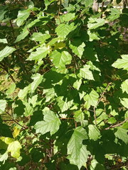 Acer tataricum