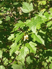 Acer tataricum