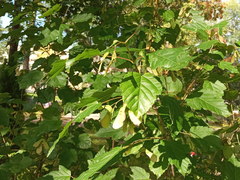 Acer tataricum
