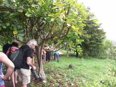 Polyscias cutispongia