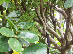 Polyscias cutispongia